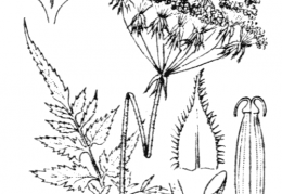 Nom original: Chaerophyllum aureum (n°1628)