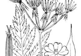 Nom original: Chaerophyllum cicutaria (n°1629)