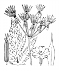 Nom original: Chaerophyllum cicutaria (n°1629)