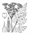 Nom original: Chaerophyllum villarsii (n°1630)