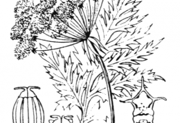 Nom original: Molopospermum cicutarium (n°1633)