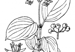 Nom original: Cornus sanguinea (n°1643)