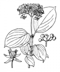 Nom original: Cornus sanguinea (n°1643)