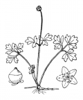 Nom original: Adoxa moschatellina (n°1644)
