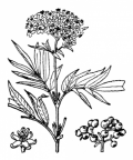 Nom original: Sambucus ebulus (n°1646)