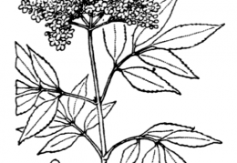 Nom original: Sambucus nigra (n°1647)