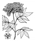 Nom original: Sambucus nigra (n°1647)