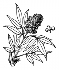 Nom original: Sambucus racemosa (n°1648)