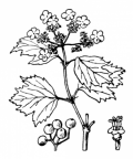 Nom original: Viburnum opulus (n°1649)