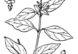 Nom original: Viburnum tinus (n°1651)