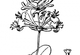 Nom original: Lonicera caprifolium (n°1653)