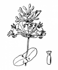 Nom original: Lonicera caprifolium (n°1653)