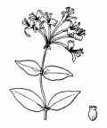 Nom original: Lonicera periclymenum (n°1655)