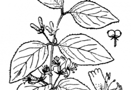 Nom original: Lonicera xylosteum (n°1656)