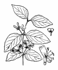 Nom original: Lonicera xylosteum (n°1656)