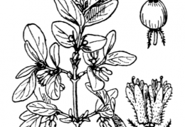 Nom original: Lonicera caerulea (n°1657)