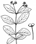 Nom original: Lonicera nigra (n°1659)