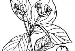Nom original: Lonicera alpigena (n°1660)