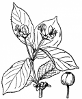 Nom original: Lonicera alpigena (n°1660)