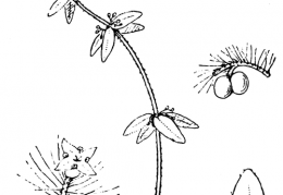 Nom original: Galium pedemontanum (n°1664)