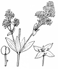 Nom original: Galium boreale (n°1666)