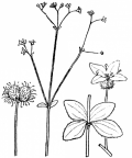 Nom original: Galium rotundifolium (n°1667)