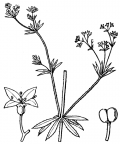 Nom original: Galium uliginosum (n°1669)