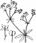 Nom original: Galium palustre (n°1670)