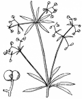 Nom original: Galium spurium (n°1672)