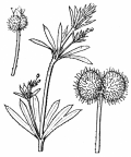 Nom original: Galium aparine (n°1673)