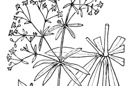 Nom original: Galium sylvaticum (n°1687)
