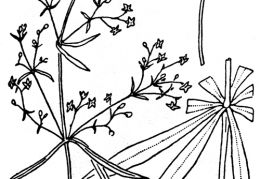 Nom original: Galium aristatum (n°1688)