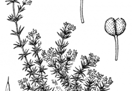 Nom original: Galium cespitosum (n°1700)
