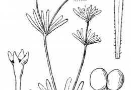 Nom original: Asperula arvensis (n°1708)