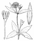 Nom original: Asperula taurina (n°1709)