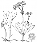 Nom original: Asperula odorata (n°1712)