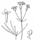 Nom original: Asperula tinctoria (n°1715)