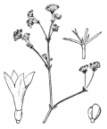 Nom original: Asperula cynanchica (n°1717)