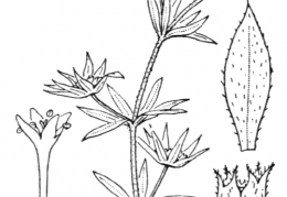 Nom original: Sherardia arvensis (n°1718)