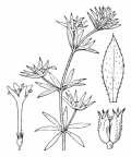 Nom original: Sherardia arvensis (n°1718)