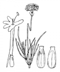 Nom original: Centranthus angustifolius (n°1722)