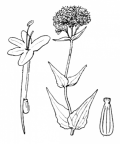 Nom original: Centranthus ruber (n°1723)