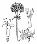 Nom original: Valeriana officinalis (n°1727)