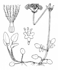 Nom original: Valeriana dioica (n°1730)