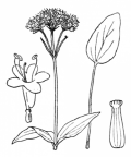 Nom original: Valeriana montana (n°1733)