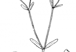Nom original: Valerianella carinata (n°1740)