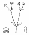 Nom original: Valerianella carinata (n°1740)