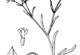 Nom original: Valerianella auricula (n°1742)