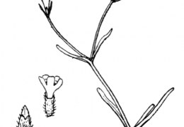 Nom original: Valerianella morisonii (n°1743)