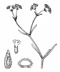 Nom original: Valerianella morisonii (n°1743)